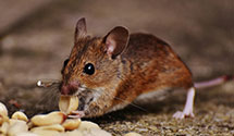 24 Hour & Emergency Exterminators in Mt Blanchard, OH